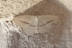 Scopula emutaria