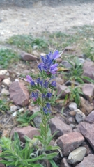 Echium vulgare
