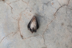 Scotophilus leucogaster