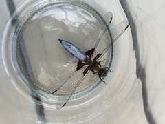 Libellula depressa