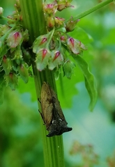 Centrotus