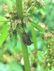 Centrotus