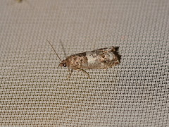 Notocelia trimaculana