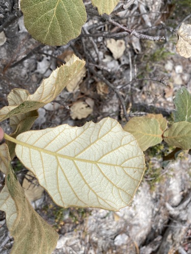 Quercus mcvaughii