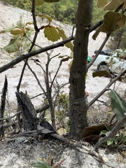 Quercus mcvaughii