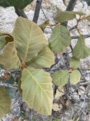 Quercus mcvaughii