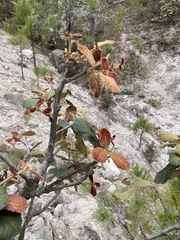 Quercus mcvaughii