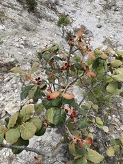 Quercus mcvaughii
