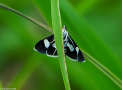 Anania luctualis