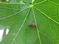 Insecta