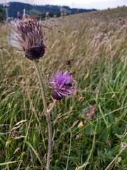 Cirsium rivulare