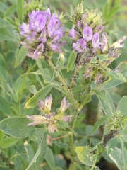 Medicago sativa