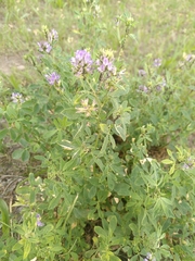 Medicago sativa