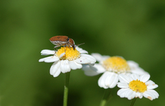 Mycterus curculioides