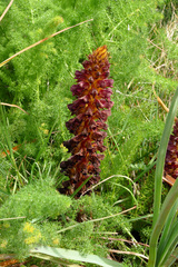 Orobanche variegata