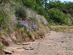 Eustoma russellianum