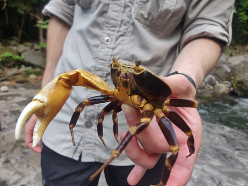 Cyrique photographed in Dominica