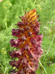 Orobanche variegata