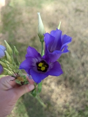 Eustoma russellianum