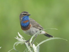 Luscinia svecica svecica