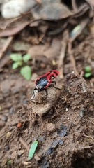 Hiperantha interrogationis