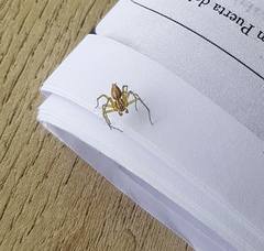 Oxyopes