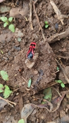 Hiperantha interrogationis