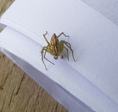 Oxyopes