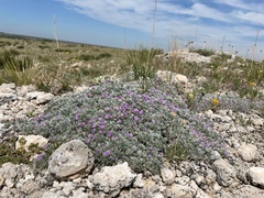 Astragalus sericoleucus