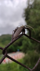 Stromatium longicorne