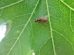 Insecta