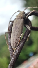 Stromatium longicorne