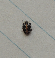 Anthrenus scrophulariae