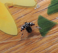 Anthrenus scrophulariae