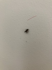 Macaroeris nidicolens