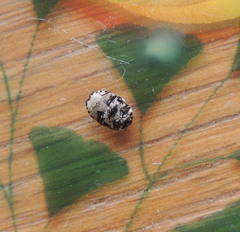 Anthrenus scrophulariae