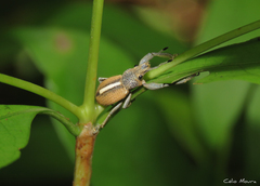 Naupactus glaucus