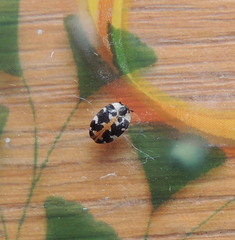 Anthrenus scrophulariae