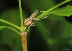 Naupactus glaucus