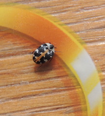 Anthrenus scrophulariae