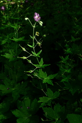 Geranium phaeum phaeum