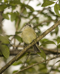 Phylloscartes ventralis
