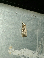 Phtheochroa rugosana