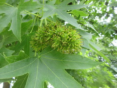 Insecta
