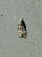Phtheochroa rugosana