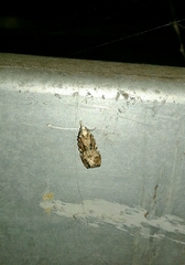 Phtheochroa rugosana