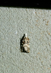 Phtheochroa rugosana
