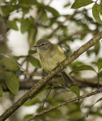 Phylloscartes ventralis
