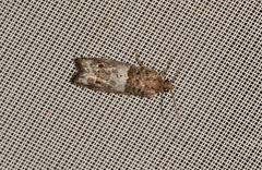 Notocelia trimaculana