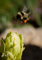 Bombus frigidus